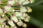 Green milkweed